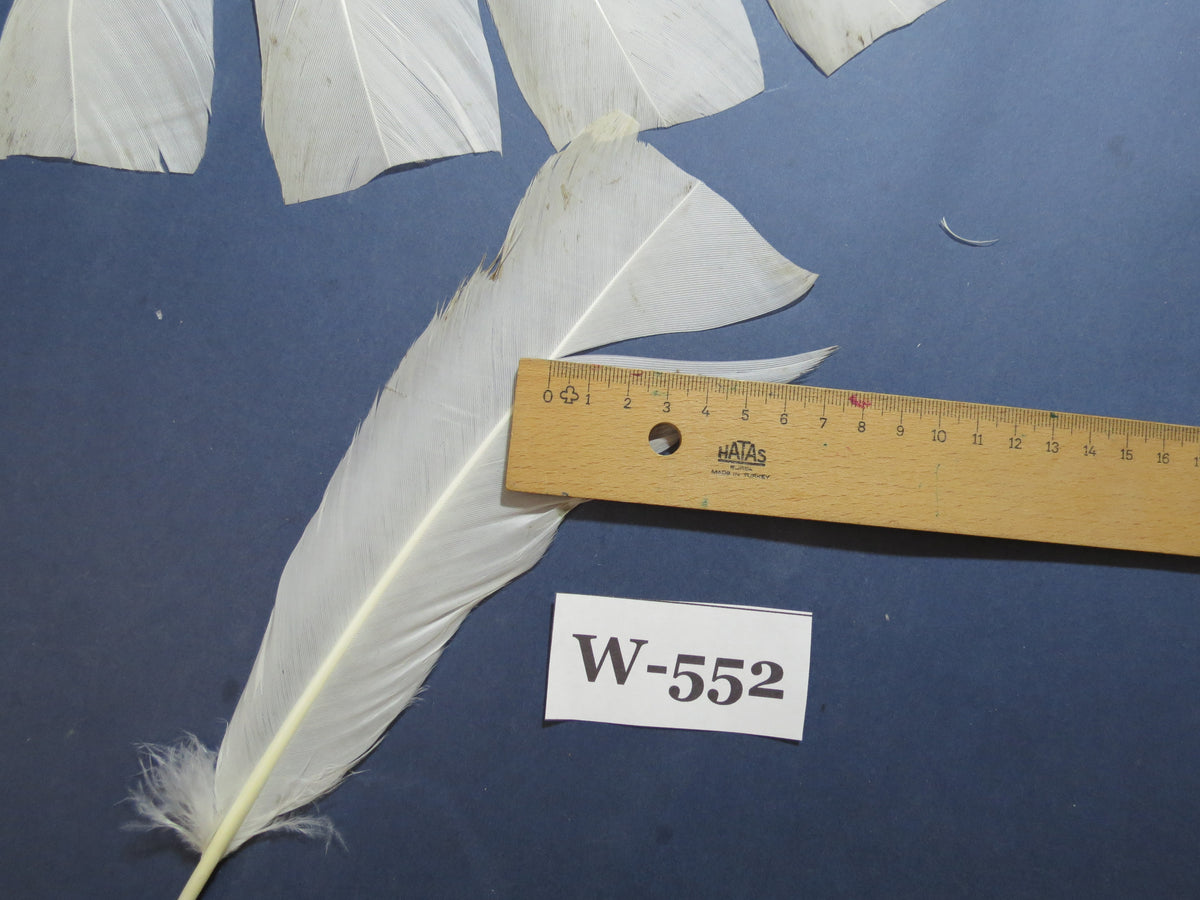 18 Pcs White Turkey Tail Feathers, Turkey Feathers,Fly Tying Material,Craft Feathers,Natural Turkey Feathers (W-552)