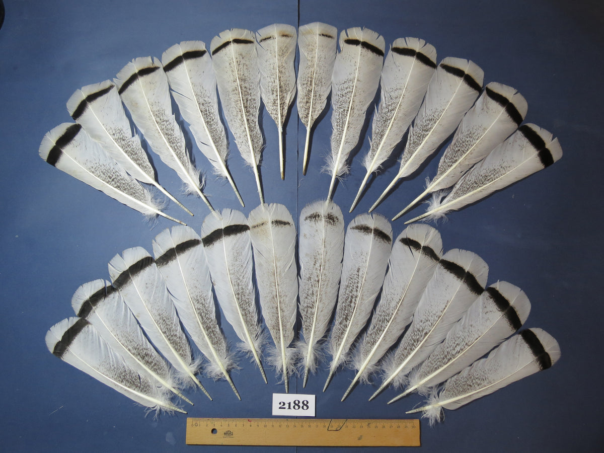 24 Pcs Turkey Tail Feathers, Fly Tying Material,Craft Feathers,Natural Turkey Feathers (2188)