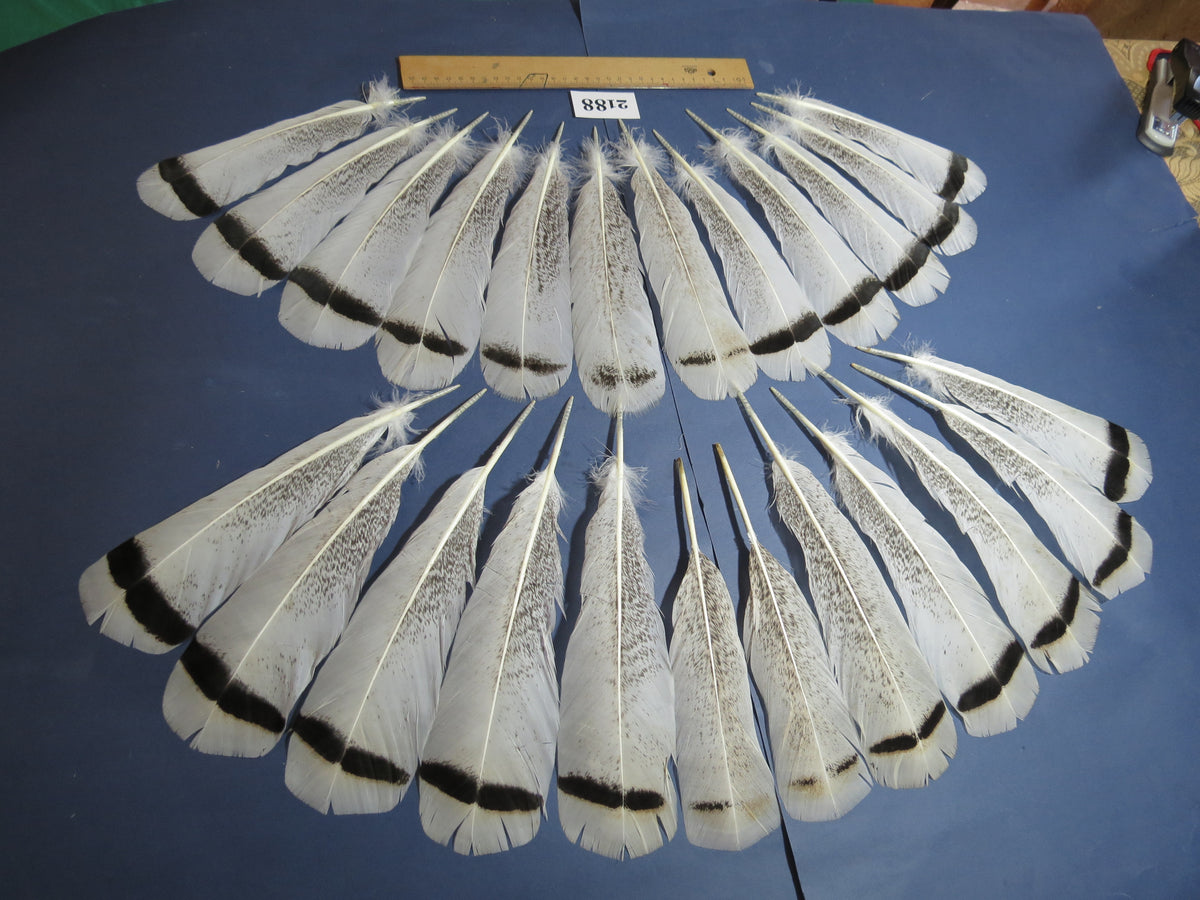 24 Pcs Turkey Tail Feathers, Fly Tying Material,Craft Feathers,Natural Turkey Feathers (2188)