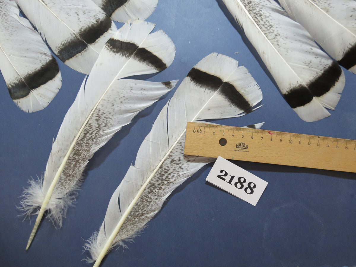 24 Pcs Turkey Tail Feathers, Fly Tying Material,Craft Feathers,Natural Turkey Feathers (2188)