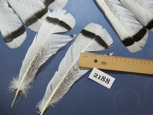24 Pcs Turkey Tail Feathers, Fly Tying Material,Craft Feathers,Natural Turkey Feathers (2188)