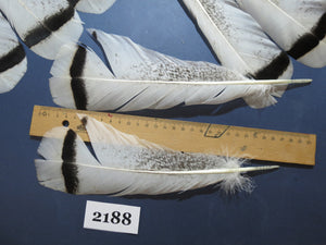 24 Pcs Turkey Tail Feathers, Fly Tying Material,Craft Feathers,Natural Turkey Feathers (2188)