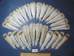 26 Pcs Turkey Tail Feathers, Fly Tying Material,Craft Feathers,Natural Turkey Feathers (2189)