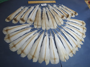 26 Pcs Turkey Tail Feathers, Fly Tying Material,Craft Feathers,Natural Turkey Feathers (2189)