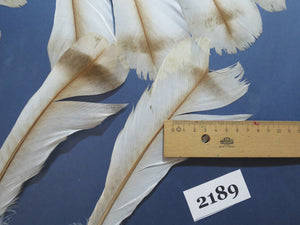 26 Pcs Turkey Tail Feathers, Fly Tying Material,Craft Feathers,Natural Turkey Feathers (2189)
