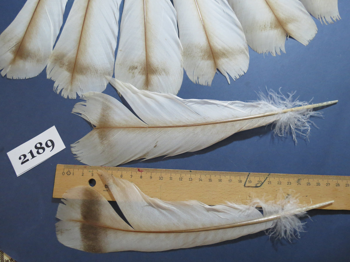 26 Pcs Turkey Tail Feathers, Fly Tying Material,Craft Feathers,Natural Turkey Feathers (2189)
