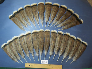 26 Pcs Turkey Tail Feathers, Fly Tying Material,Craft Feathers,Natural Turkey Feathers (2190)