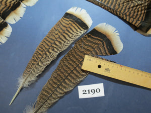 26 Pcs Turkey Tail Feathers, Fly Tying Material,Craft Feathers,Natural Turkey Feathers (2190)