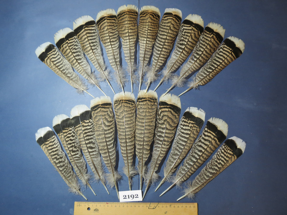 20 Pcs Turkey Tail Feathers, Fly Tying Material,Craft Feathers,Natural Turkey Feathers (2192)