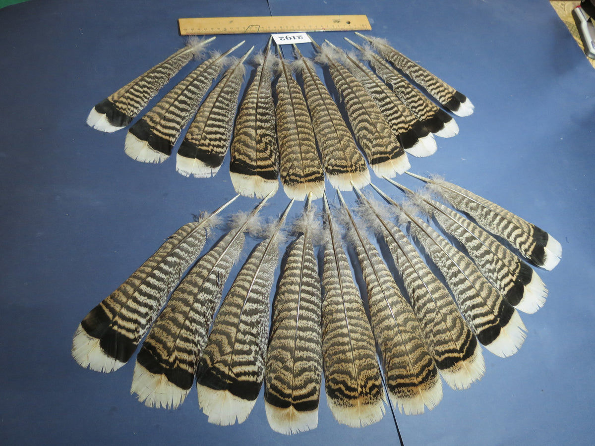 20 Pcs Turkey Tail Feathers, Fly Tying Material,Craft Feathers,Natural Turkey Feathers (2192)