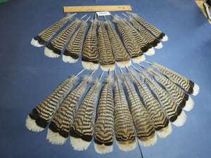 20 Pcs Turkey Tail Feathers, Fly Tying Material,Craft Feathers,Natural Turkey Feathers (2192)