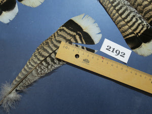 20 Pcs Turkey Tail Feathers, Fly Tying Material,Craft Feathers,Natural Turkey Feathers (2192)