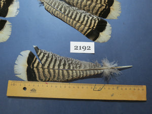 20 Pcs Turkey Tail Feathers, Fly Tying Material,Craft Feathers,Natural Turkey Feathers (2192)