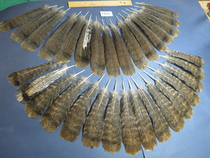 32 Pcs Turkey Tail Feathers, Fly Tying Material,Craft Feathers,Natural Turkey Feathers (2193)