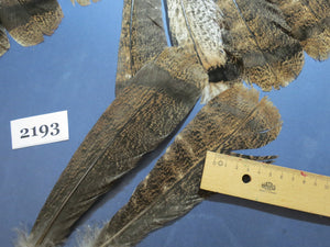 32 Pcs Turkey Tail Feathers, Fly Tying Material,Craft Feathers,Natural Turkey Feathers (2193)