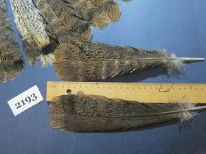 32 Pcs Turkey Tail Feathers, Fly Tying Material,Craft Feathers,Natural Turkey Feathers (2193)