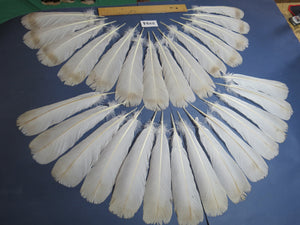 28 Pcs Turkey Tail Feathers, Fly Tying Material,Craft Feathers,Natural Turkey Feathers (2194)