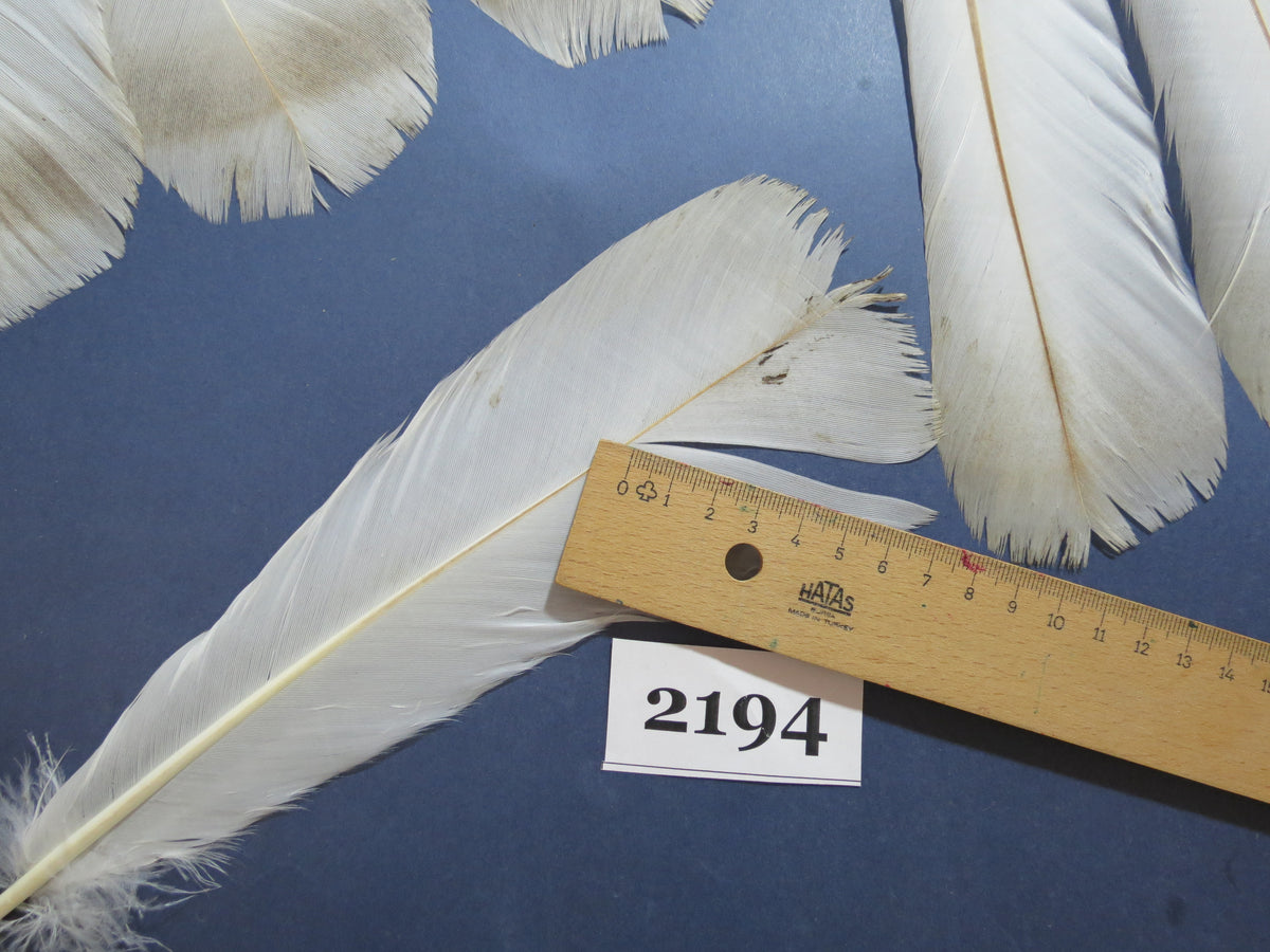 28 Pcs Turkey Tail Feathers, Fly Tying Material,Craft Feathers,Natural Turkey Feathers (2194)