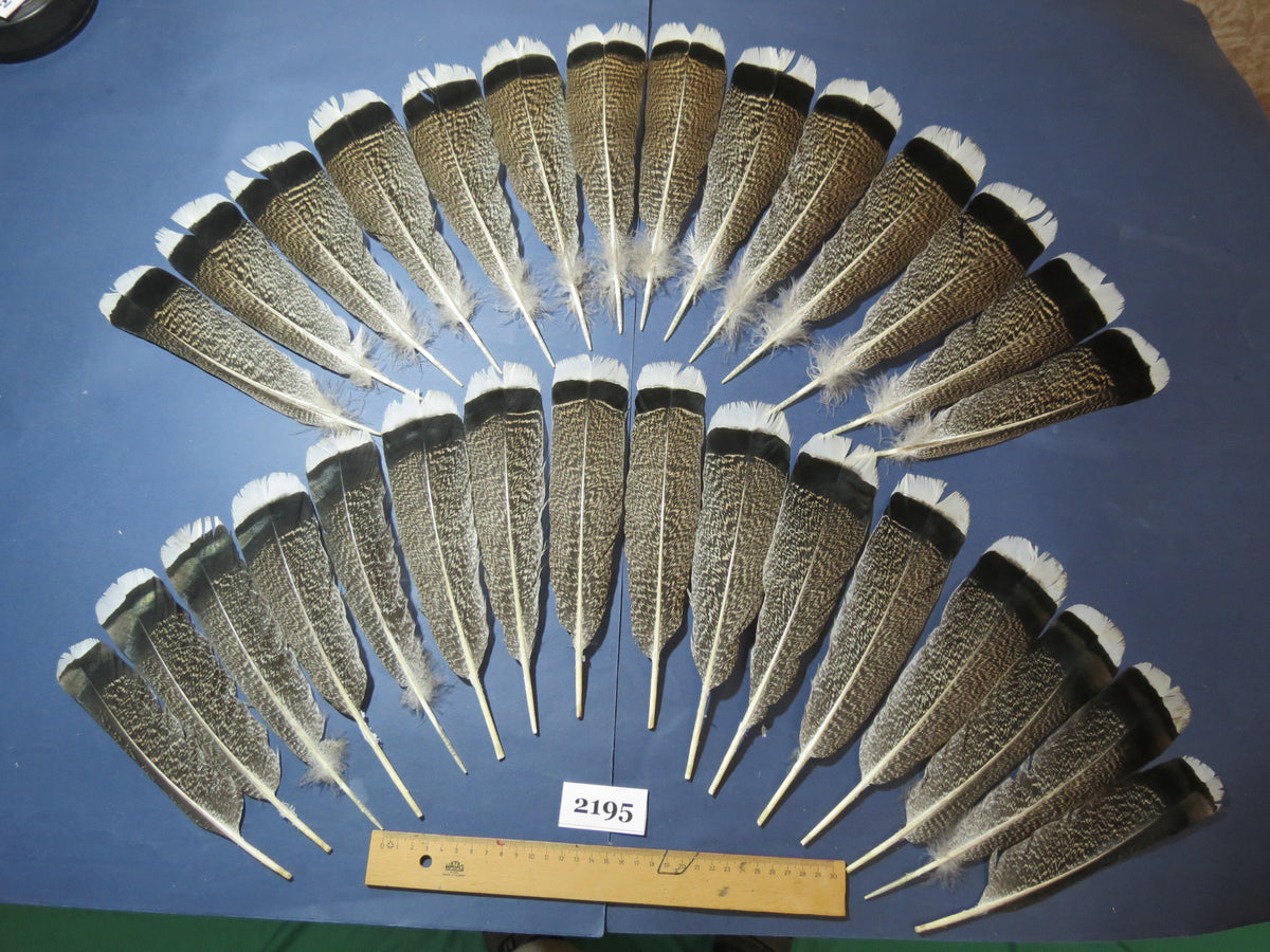 30 Pcs Turkey Tail Feathers, Fly Tying Material,Craft Feathers,Natural Turkey Feathers (2195)