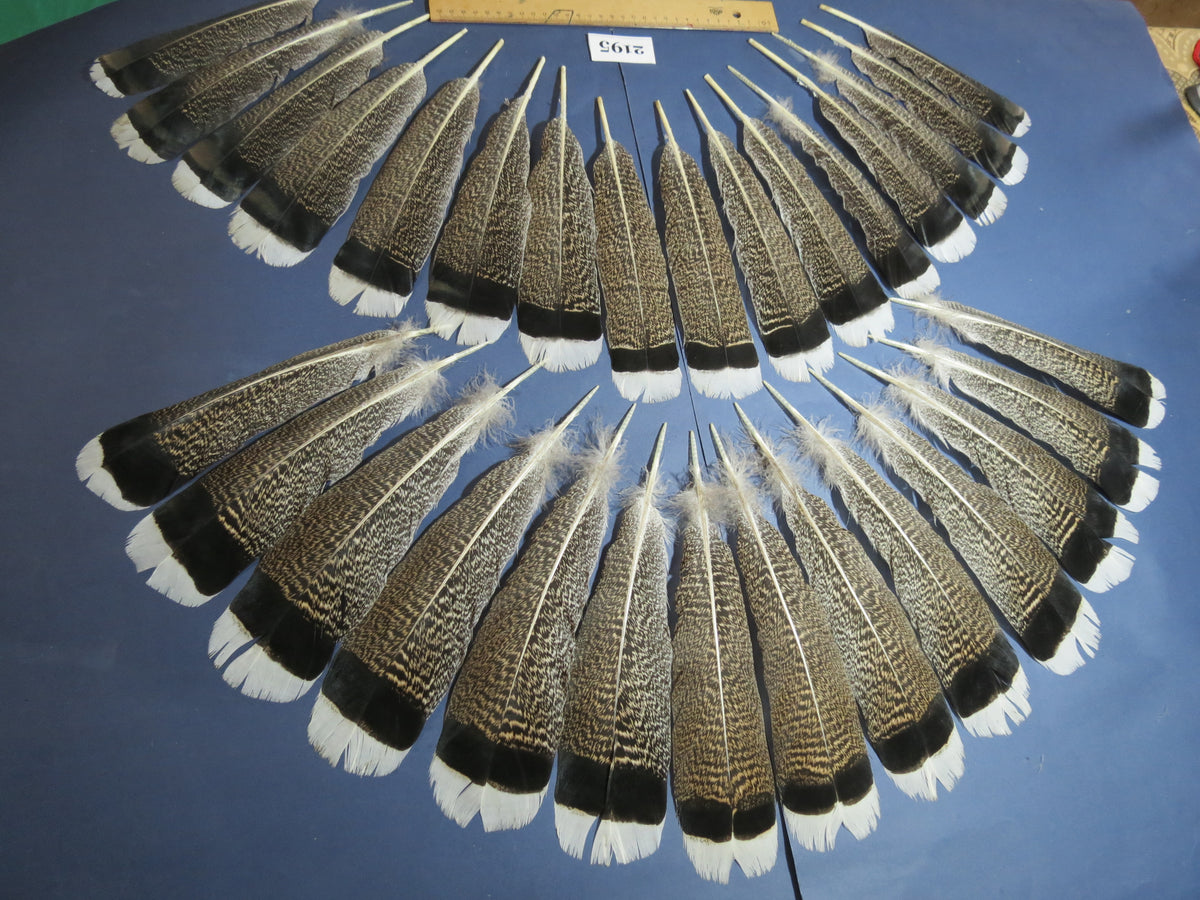 30 Pcs Turkey Tail Feathers, Fly Tying Material,Craft Feathers,Natural Turkey Feathers (2195)