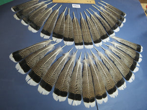 30 Pcs Turkey Tail Feathers, Fly Tying Material,Craft Feathers,Natural Turkey Feathers (2195)