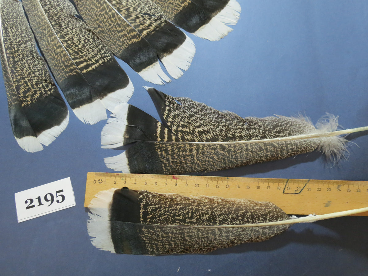 30 Pcs Turkey Tail Feathers, Fly Tying Material,Craft Feathers,Natural Turkey Feathers (2195)