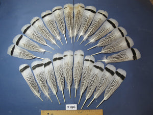 24 Pcs Turkey Tail Feathers, Fly Tying Material,Craft Feathers,Natural Turkey Feathers (2196)