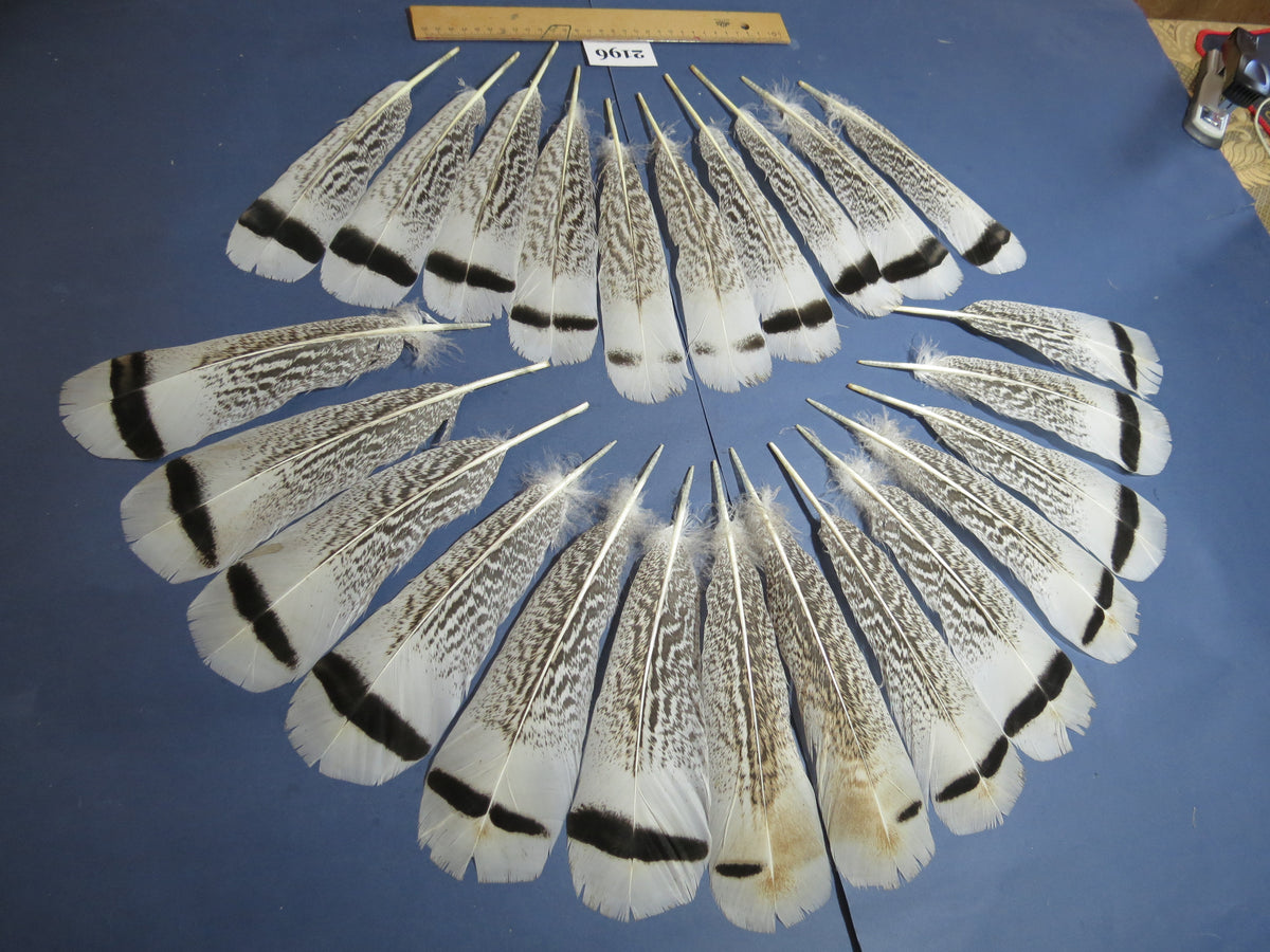 24 Pcs Turkey Tail Feathers, Fly Tying Material,Craft Feathers,Natural Turkey Feathers (2196)