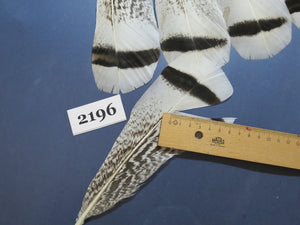 24 Pcs Turkey Tail Feathers, Fly Tying Material,Craft Feathers,Natural Turkey Feathers (2196)