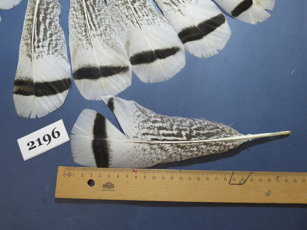 24 Pcs Turkey Tail Feathers, Fly Tying Material,Craft Feathers,Natural Turkey Feathers (2196)
