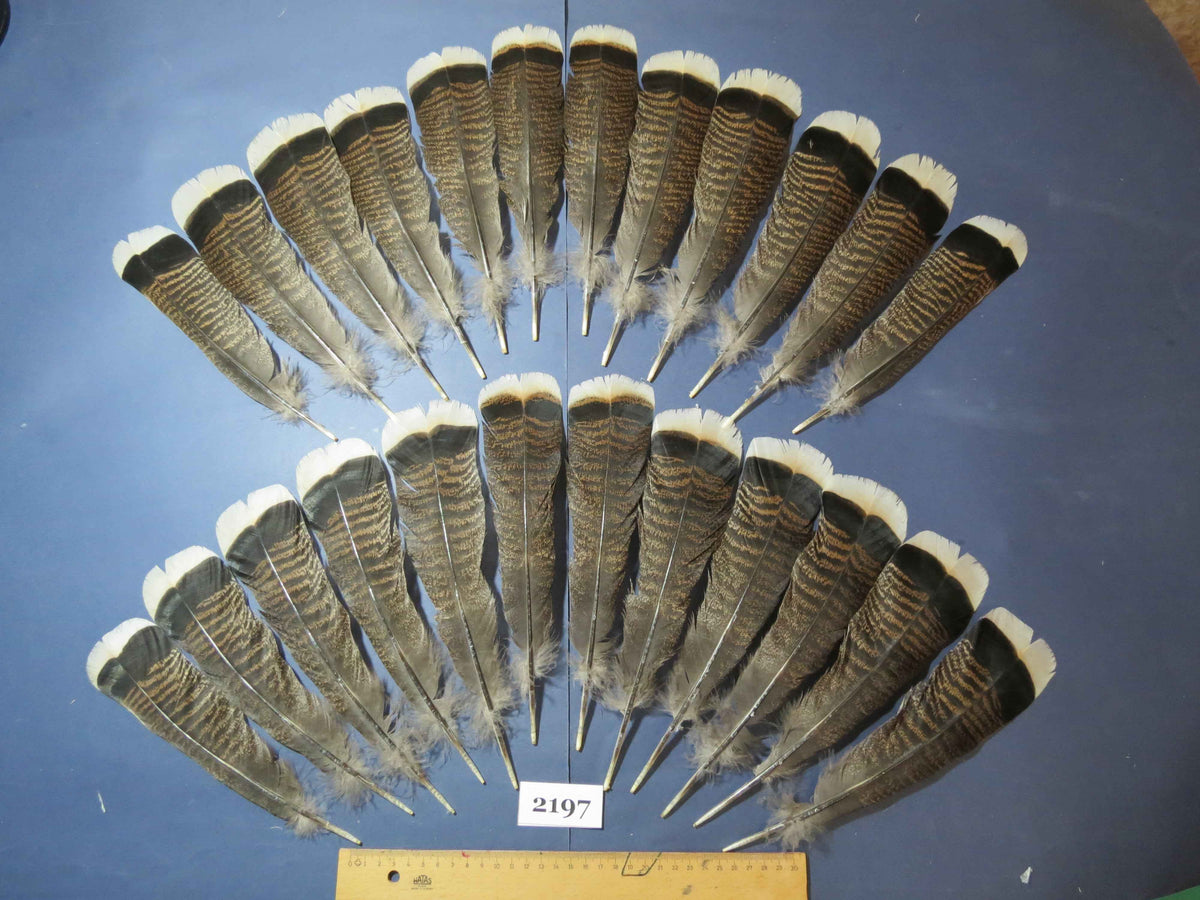 24 Pcs Turkey Tail Feathers, Fly Tying Material,Craft Feathers,Natural Turkey Feathers (2197)