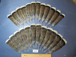 24 Pcs Turkey Tail Feathers, Fly Tying Material,Craft Feathers,Natural Turkey Feathers (2197)