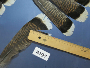 24 Pcs Turkey Tail Feathers, Fly Tying Material,Craft Feathers,Natural Turkey Feathers (2197)