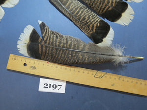 24 Pcs Turkey Tail Feathers, Fly Tying Material,Craft Feathers,Natural Turkey Feathers (2197)