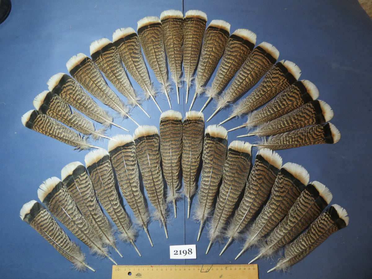 30 Pcs Turkey Tail Feathers, Fly Tying Material,Craft Feathers,Natural Turkey Feathers (2198)