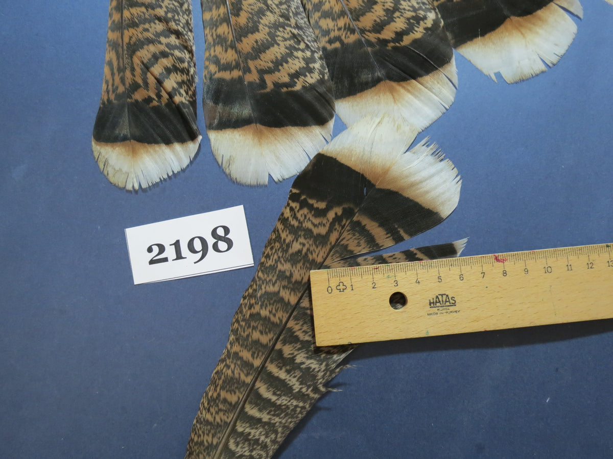 30 Pcs Turkey Tail Feathers, Fly Tying Material,Craft Feathers,Natural Turkey Feathers (2198)