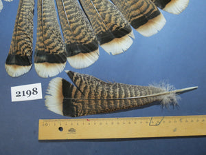 30 Pcs Turkey Tail Feathers, Fly Tying Material,Craft Feathers,Natural Turkey Feathers (2198)