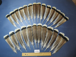 26 Pcs Turkey Tail Feathers, Fly Tying Material,Craft Feathers,Natural Turkey Feathers (2199)