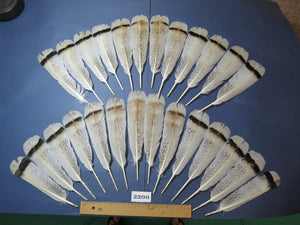 26 Pcs Turkey Tail Feathers, Fly Tying Material,Craft Feathers,Natural Turkey Feathers (2200)