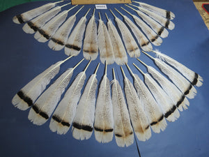26 Pcs Turkey Tail Feathers, Fly Tying Material,Craft Feathers,Natural Turkey Feathers (2200)