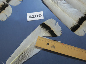 26 Pcs Turkey Tail Feathers, Fly Tying Material,Craft Feathers,Natural Turkey Feathers (2200)