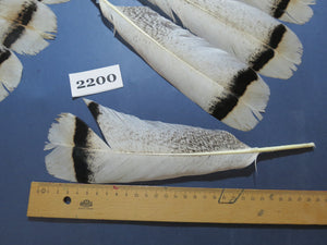 26 Pcs Turkey Tail Feathers, Fly Tying Material,Craft Feathers,Natural Turkey Feathers (2200)