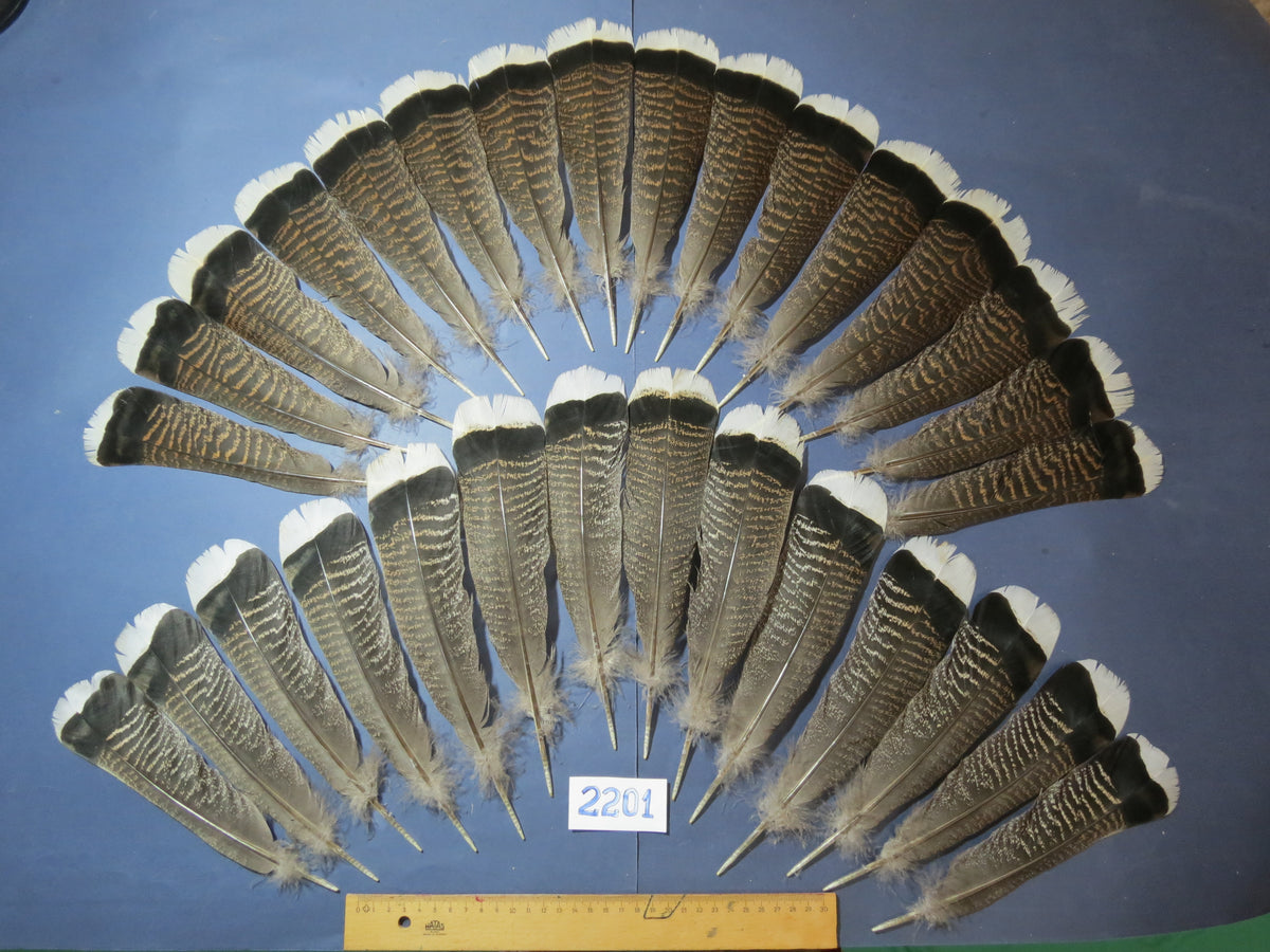 30 Pcs Turkey Tail Feathers, Fly Tying Material,Craft Feathers,Natural Turkey Feathers (2201)