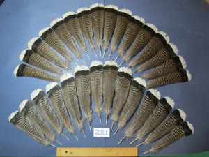 30 Pcs Turkey Tail Feathers, Fly Tying Material,Craft Feathers,Natural Turkey Feathers (2201)