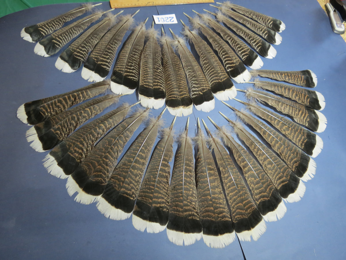 30 Pcs Turkey Tail Feathers, Fly Tying Material,Craft Feathers,Natural Turkey Feathers (2201)