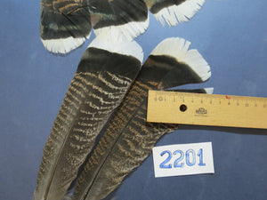30 Pcs Turkey Tail Feathers, Fly Tying Material,Craft Feathers,Natural Turkey Feathers (2201)