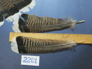 30 Pcs Turkey Tail Feathers, Fly Tying Material,Craft Feathers,Natural Turkey Feathers (2201)
