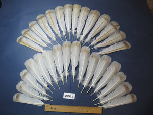 30 Pcs Turkey Tail Feathers, Fly Tying Material,Craft Feathers,Natural Turkey Feathers (2202)
