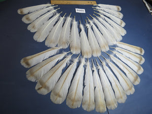 30 Pcs Turkey Tail Feathers, Fly Tying Material,Craft Feathers,Natural Turkey Feathers (2202)