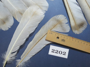 30 Pcs Turkey Tail Feathers, Fly Tying Material,Craft Feathers,Natural Turkey Feathers (2202)